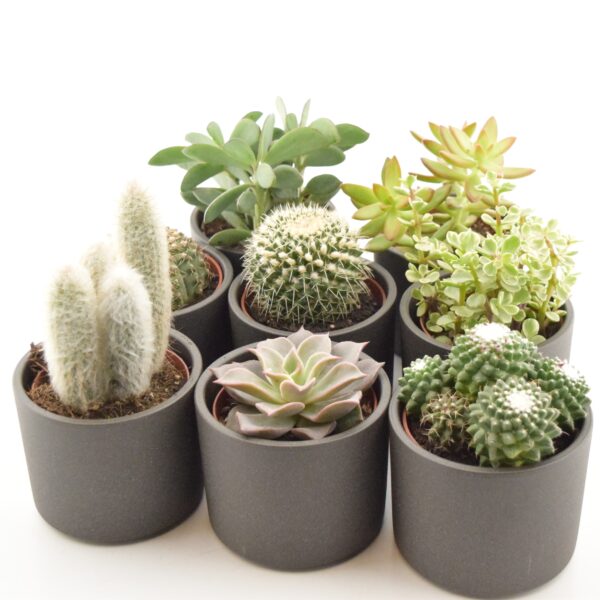 Sukulent/kaktus P10 erinevad