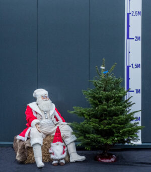 Kaukaasia nulg Nordmann Premium 150-175cm