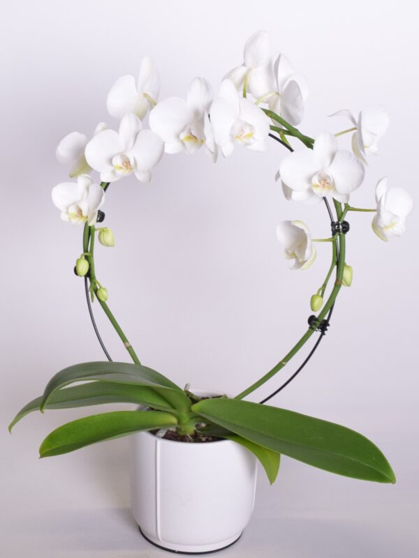 Kuuking P12 erinevad 1 õievars kaarel