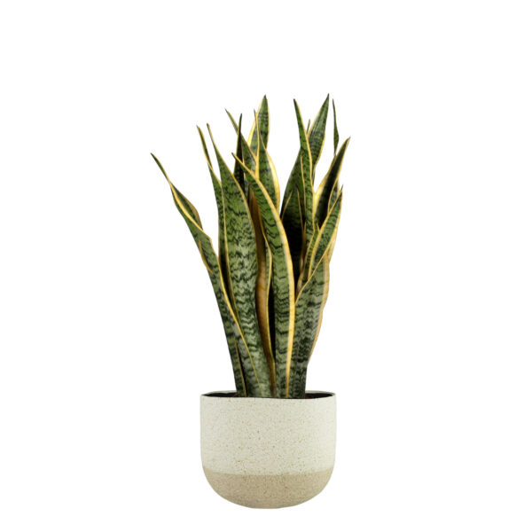 Lillepott Iris 29x14xh24cm beez