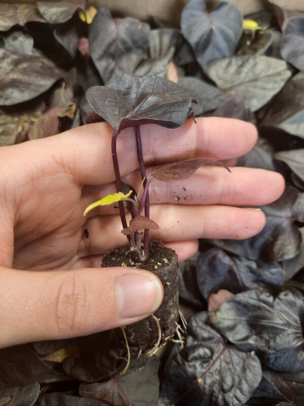 Ilubataat 'Black Heart' 10tk