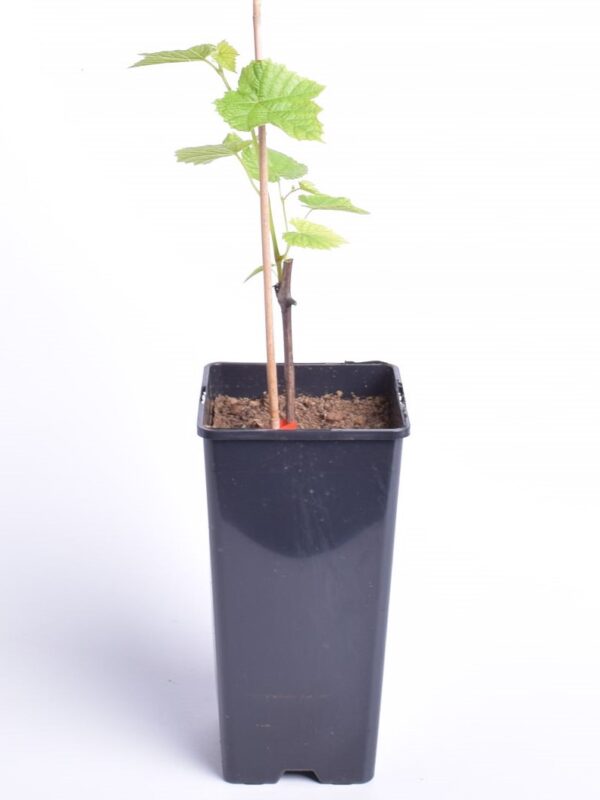 Viinapuu 'Hasanski Sladki' P17 Eestis kasvatatud