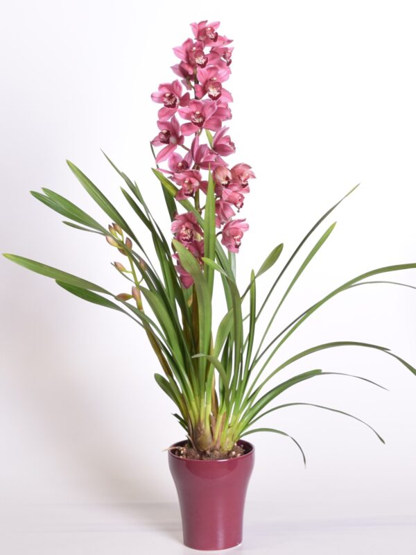 Tsümbiidium P12 4-5 õievart