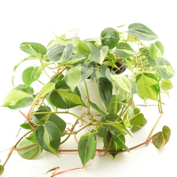 Roniv filodendron 'Brasil' P15 amplis