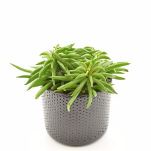 Akenpeperoomia ‘Happy Bean’ P10,5