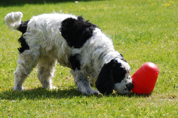Maiusepall DogPyramid Large punane