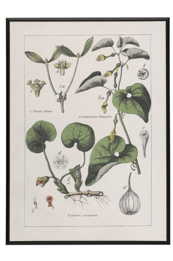 Seinapilt rohelised taimed 50x70cm