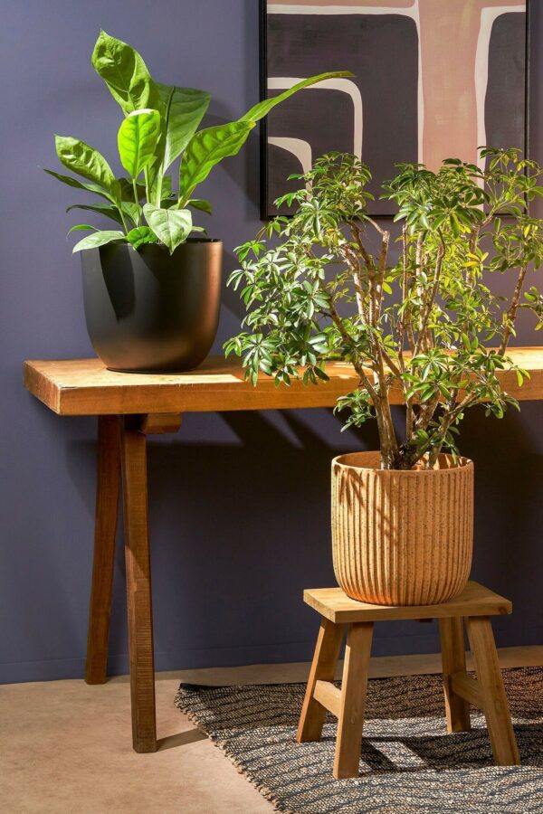 Pukk Bold 38x28,5x h34cm puidust