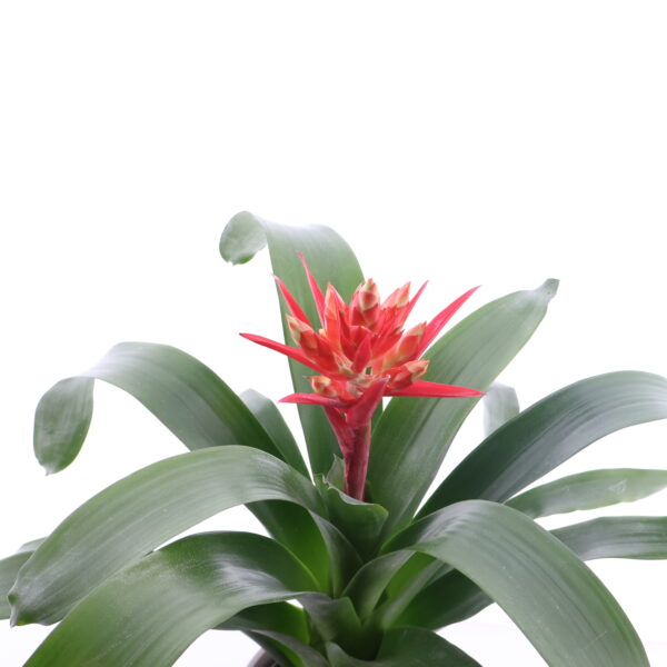 Ekmea 'Pepita Elegant Flames' P15