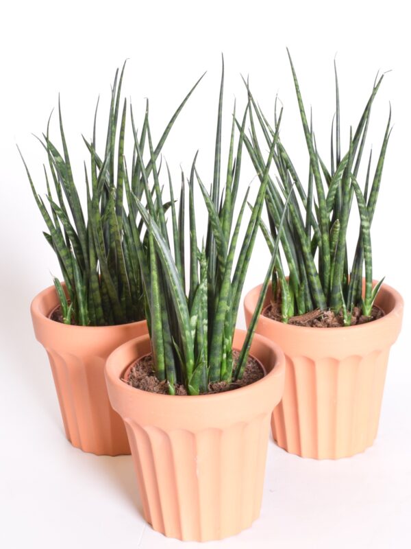 Sau-havisaba 'Fernwood Mikado' P12