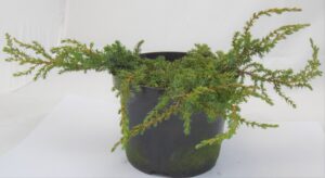 Harilik kadakas ‘Green Carpet’ P17