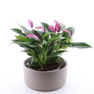 Flamingolill ‘Zizou’ P17 madalas potis