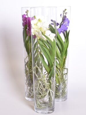 Vanda klaasvaasis Charlotte