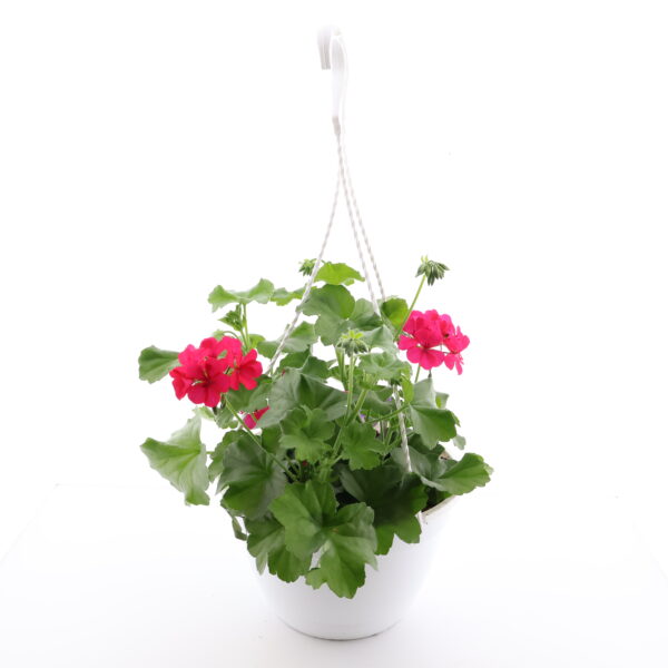 Pelargoon P25 amplis /Eestis kasvatatud