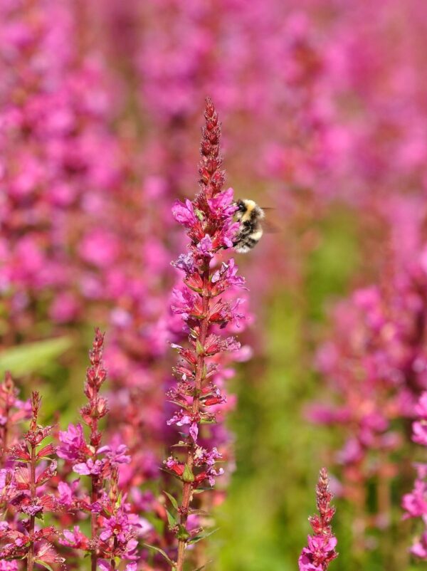 Harilik kukesaba 'Robin' P17 Eestis kasvatatud