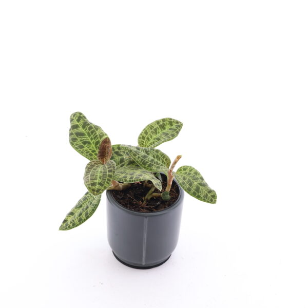 Malai briljantkäpp P6