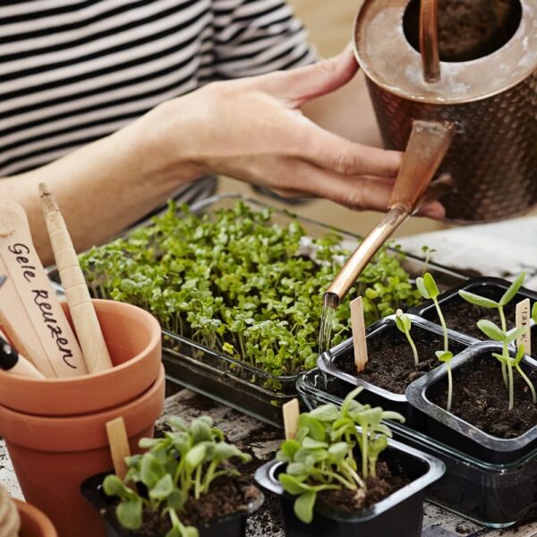 Kekkilä istikuväetis 200g