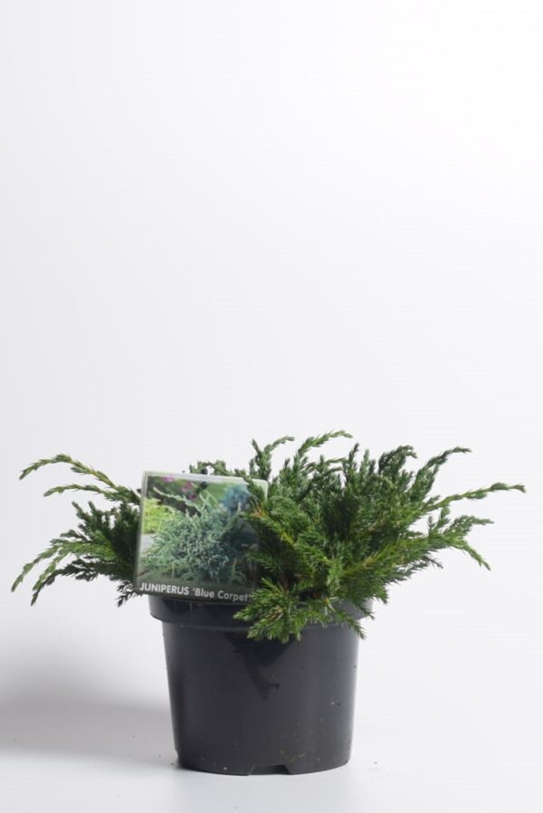 Kirju kadakas 'Blue Carpet' P17