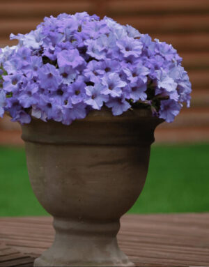 Petuunia ‘Surfinia Heavenly Blue’