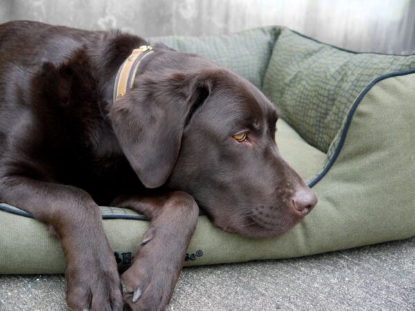 Koerapesa Casual Living 95x 75x 27cm roheline