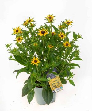 Särav päevakübar ‘Little Goldstar’® P17 Eestis kasvatatud