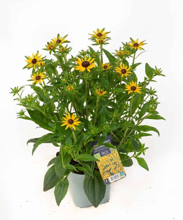 Särav päevakübar 'Little Goldstar'® P17 Eestis kasvatatud