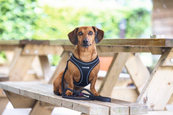 Traksid Parinca 38-44cm must