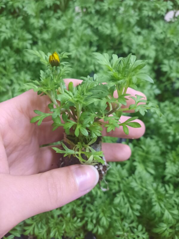 Ruse 'Bidy Gonzales' 10tk