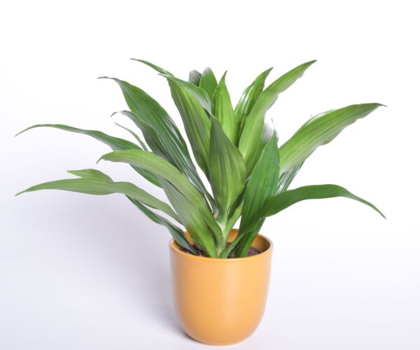 Dereema draakonipuu P12 erinevad