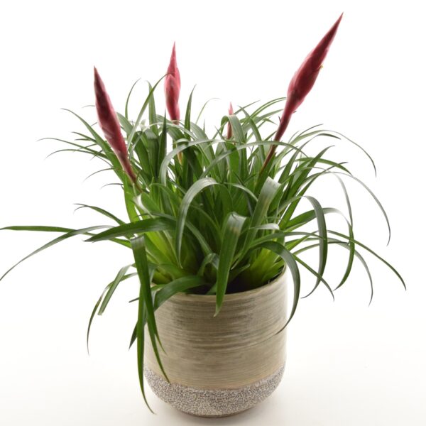 Vriisea 'Astrid' P12