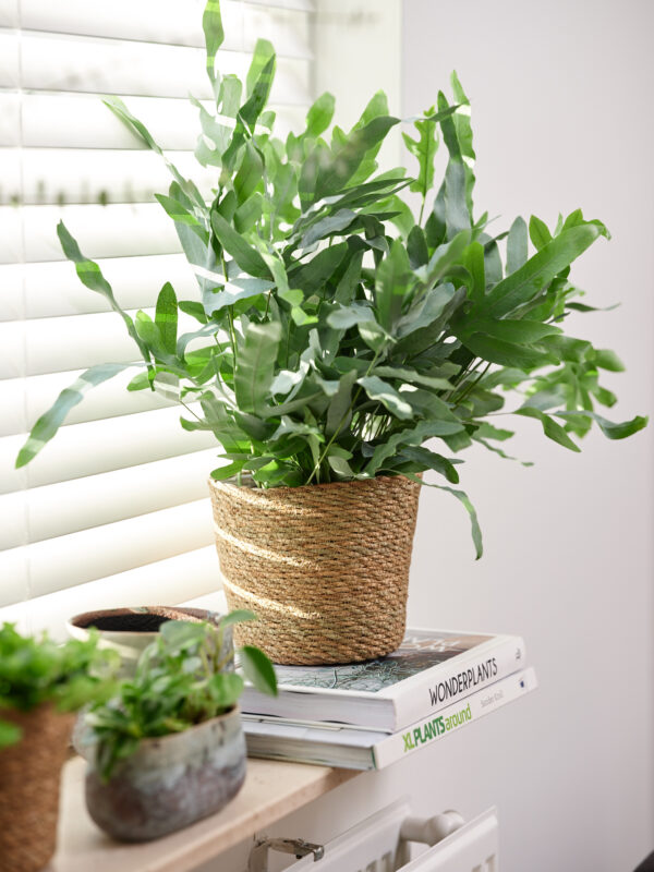 Punutud korv Igmar kile sisuga d26xh23cm naturaalne