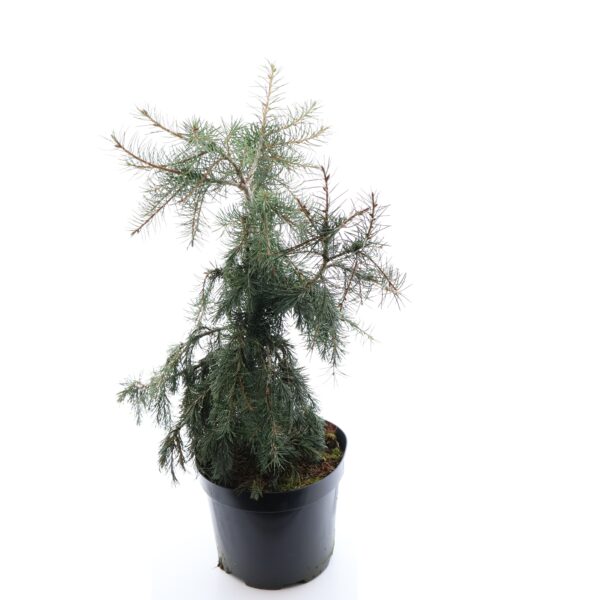 Breweri kuusk P28 60cm