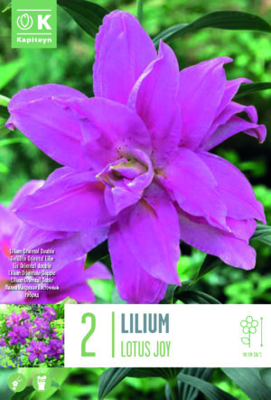 Liilia ‘Lotus Joy’ 2tk