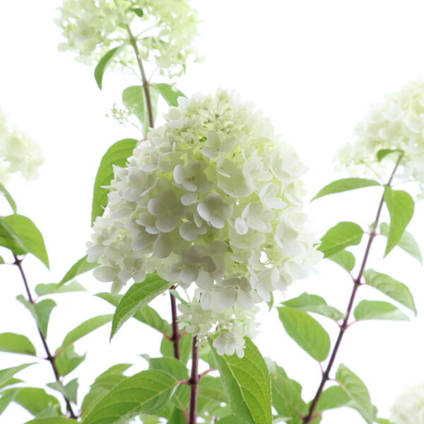 Aedhortensia Gardenlights 'RedLight' P23 40cm