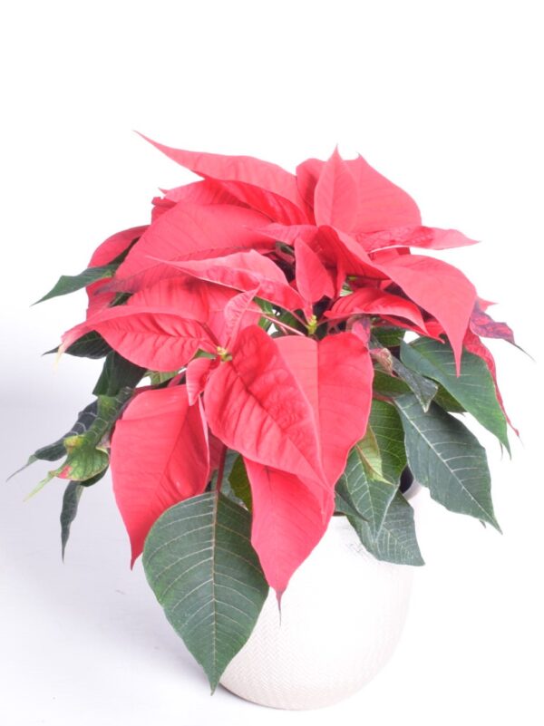 Jõulutäht P10,5 haruline Eestis kasvatatud