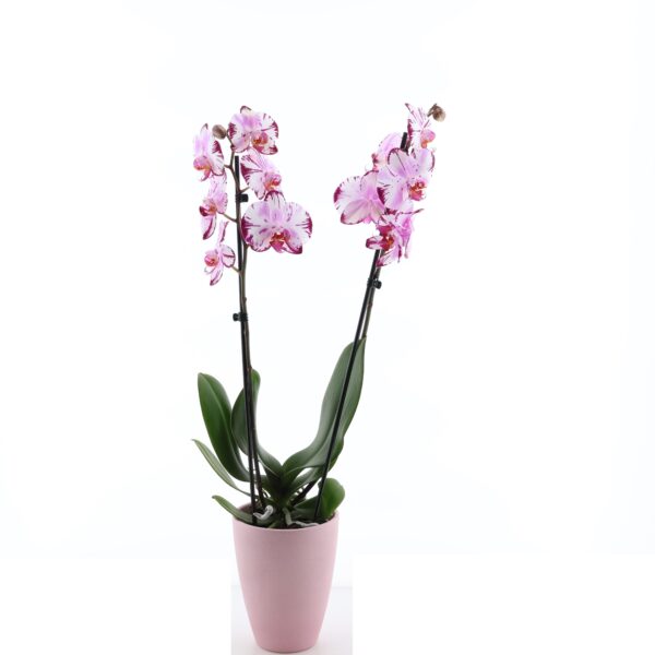 Kuuking 'Magic Art' P12 2 õievart