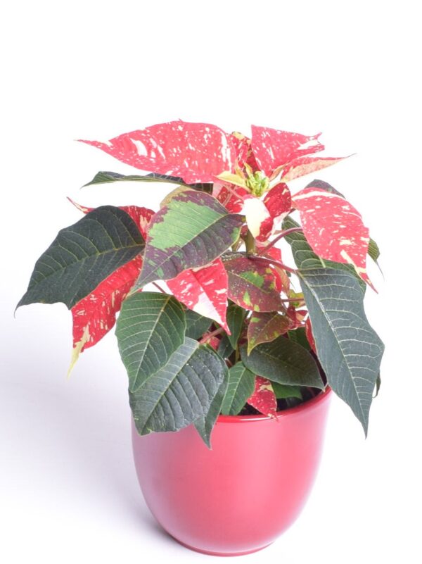 Jõulutäht P10,5 Eestis kasvatatud