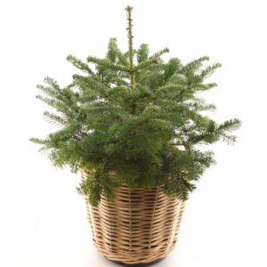 Kaukaasia nulg P22 60cm