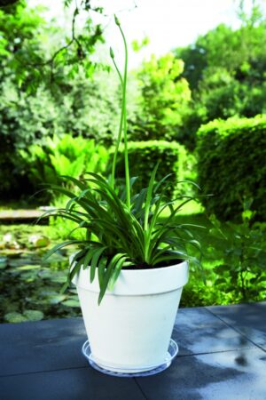 Istutuspoti alus Uni 33cm läbipaistev