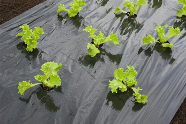 Nature kattekile must 20µ mulgustatud 45xŲ60mm