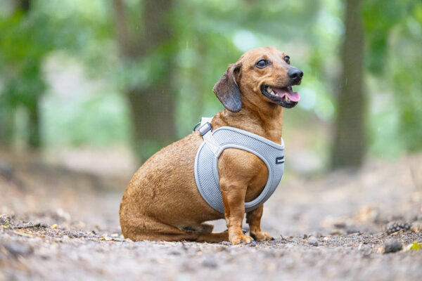 Traksid Parinca premium 30-35cm hall