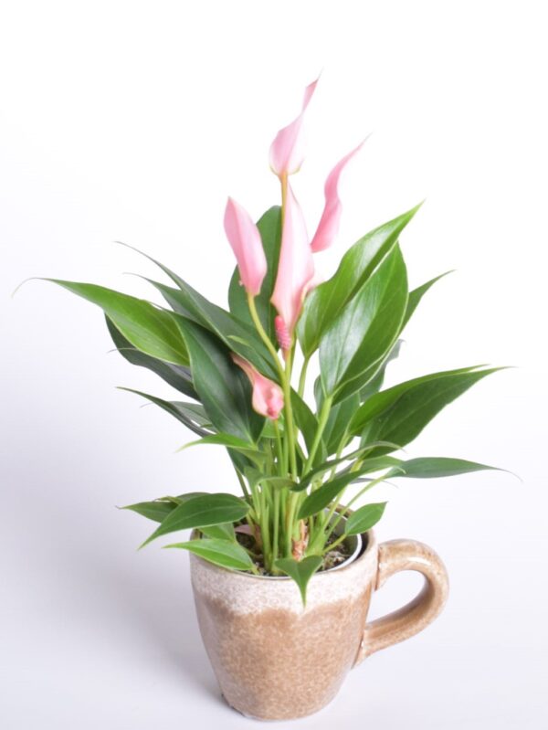 Flamingolill 'Lilli' P7