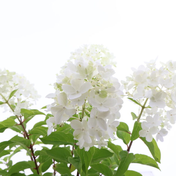Aedhortensia Gardenlights 'Lemonlight' P23 60cm