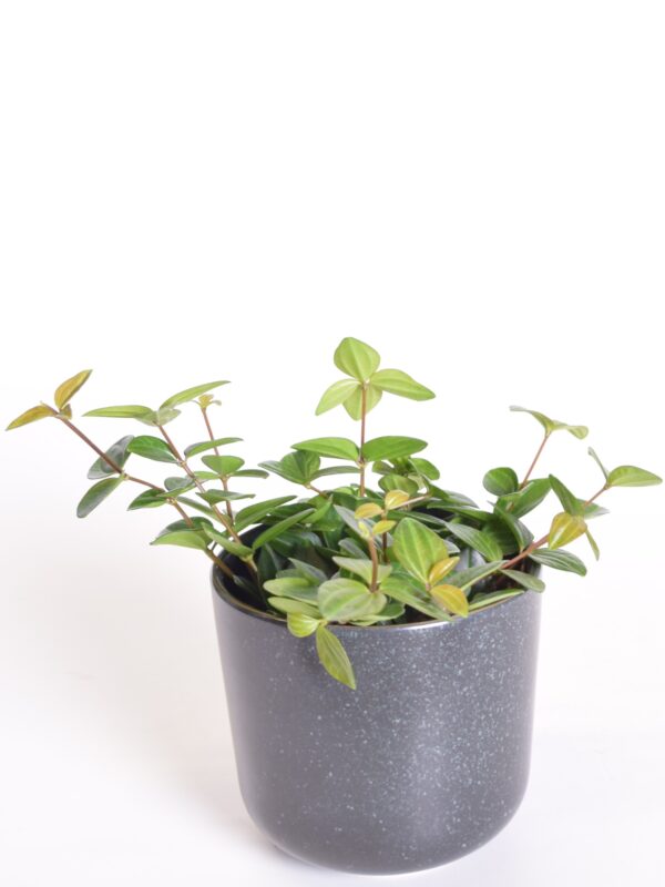 Kandiline peperoomia 'Rocca Scuro' P12