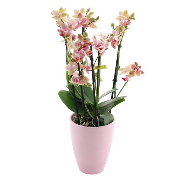 Kuuking 'Exclusivo Pikachu' P12 3-4 õievart