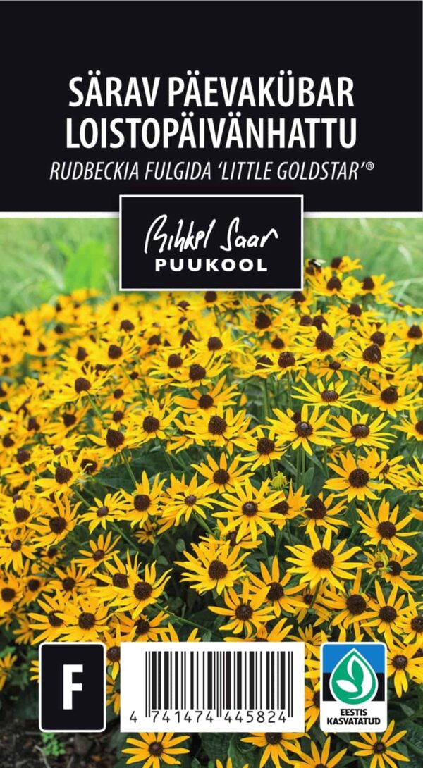Särav päevakübar 'Little Goldstar'® P17 Eestis kasvatatud