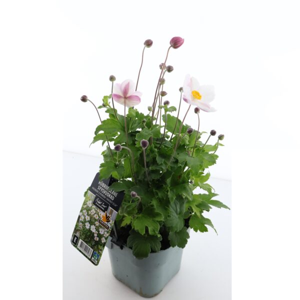 Hübriidülane 'Fantasy Elsa' C2 /Eestis kasvatatud