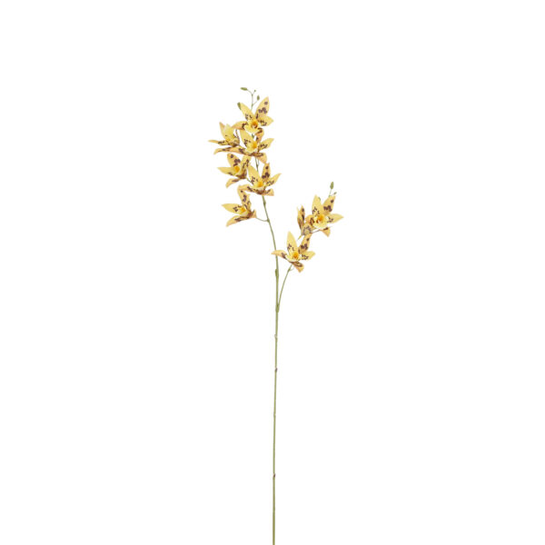 Orhidee Dendrobium 84x18x h8cm kollane