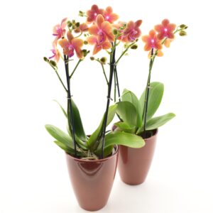 Kuuking ‘Bolgheri Parfume de Provance’ P12 2õv lõhnav