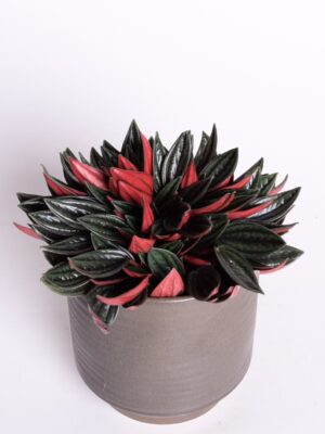 Keerdlehine peperoomia ‘Rosso’ P12